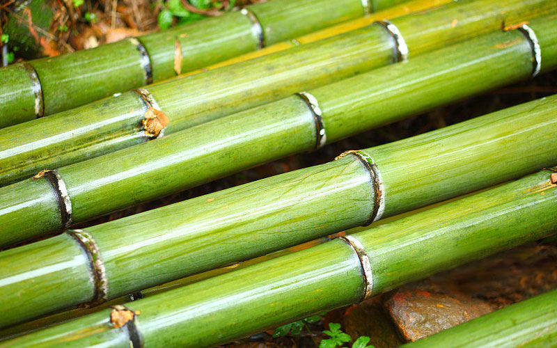 Bamboo Advantages